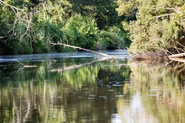 Albero Fiancheggiato Torrente Pomeriggio Estate — Foto Stock