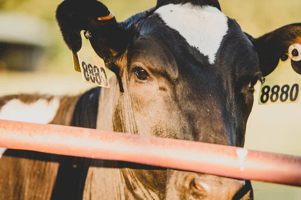 Preto Branco Fazenda Vaca Close — Fotografia de Stock