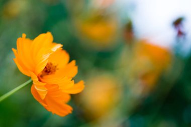 Turuncu taç yapraklı çiçek yaklaş