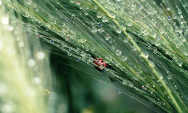 uğur böceği üzerinde spikelets renkli dewdrops