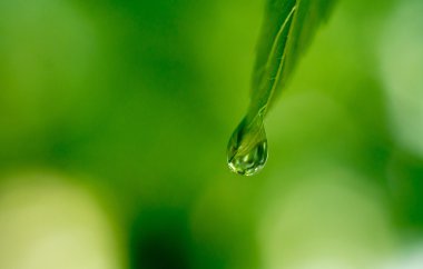 su yapraklara düşer.