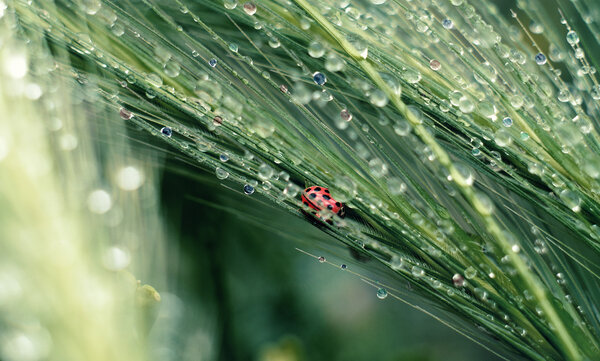 ladybug on spikelets colored dewdrops