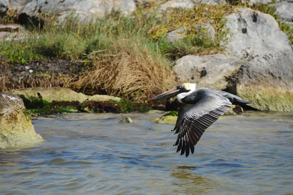 Pelican in flight. — Stock Photo, Image