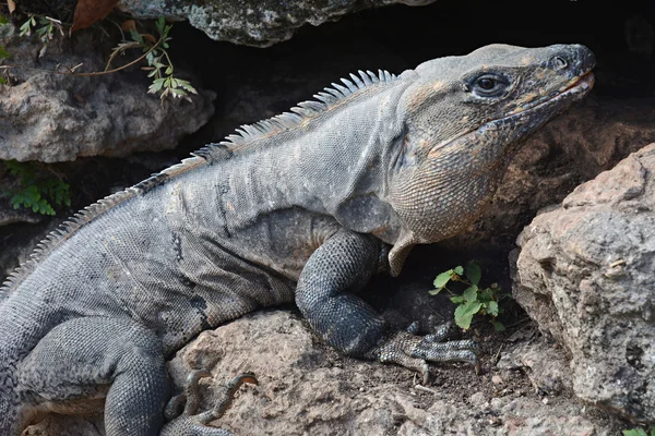 Iguana est assis sur la falaise près de Piramida . — Photo