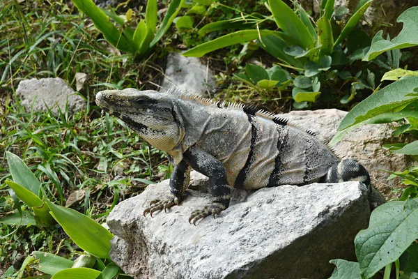Ігуана сидить на скелі біля майя археологічних розкопок Uxmal. — стокове фото