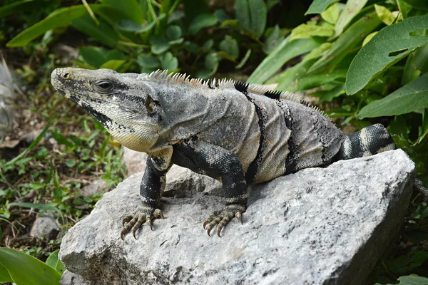 Iguana se trouve sur la falaise près du site archéologique maya Uxmal . — Photo