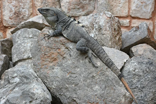 Iguana fica no penhasco perto do sítio arqueológico maia Uxmal . — Fotografia de Stock