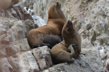 Ballestas Adaları'nın buzlu Deniz Aslanları. Peru.