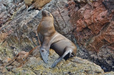 Ballestas Adaları'nın buzlu yalnız deniz aslanı. Peru.