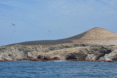 Ballestas Adaları, Perulu kıyı şeridi, Paracas Milli Parkı, Pe