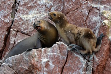 Ballestas Adaları'nın buzlu Deniz Aslanları. Peru.