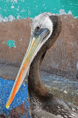 Kahverengi Pelikan Paracas National Reserve, Peru. 