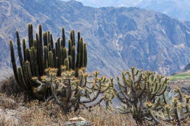 Cactuses in Colca Canyon near Chivay, Peru. clipart