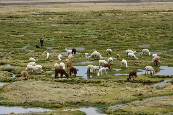 Llamas and alpacas graze in the mountains near Arequipa, Peru. — Stock Photo, Image