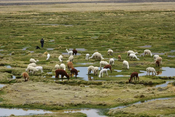 Ламы и какас в горах недалеко от Арекипы, Перу . Стоковое Фото