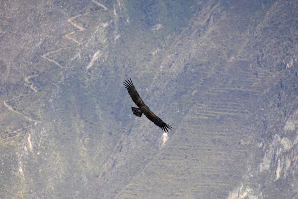 Andean condor flying in the Colca Canyon Arequipa. — Stock Photo, Image