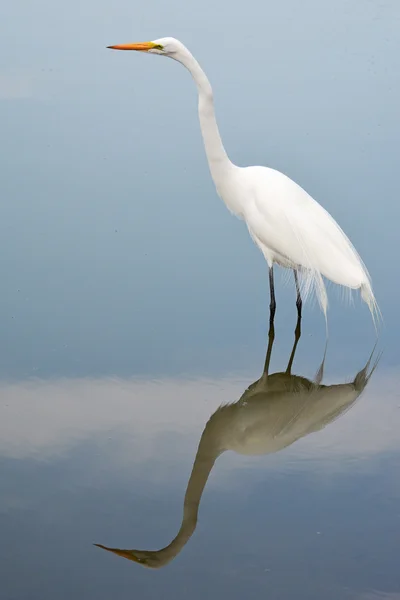 Einsamer Reiher steht im Wasser. — Stockfoto