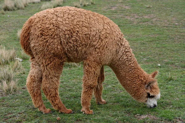 Baby Alpaca in Peru. — Stock Photo, Image