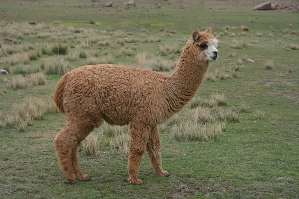 Baby Alpaca in Peru. — Stockfoto