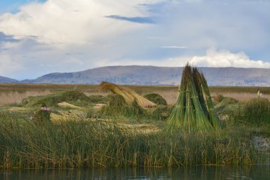 Titicaca gölü, Peru, Reed demetleri.