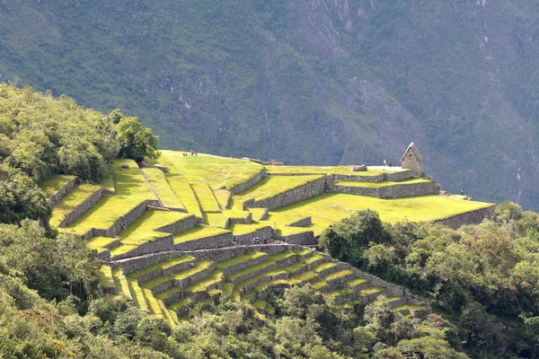 Terraced field in Machu Picchu - the lost city of the Incas, Per — Stock Photo, Image