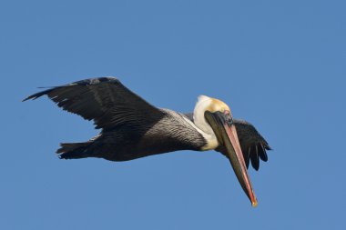 pelikan uçan.