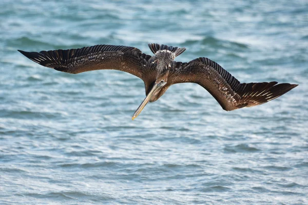 Brown pelican in flight. — Stock Photo, Image