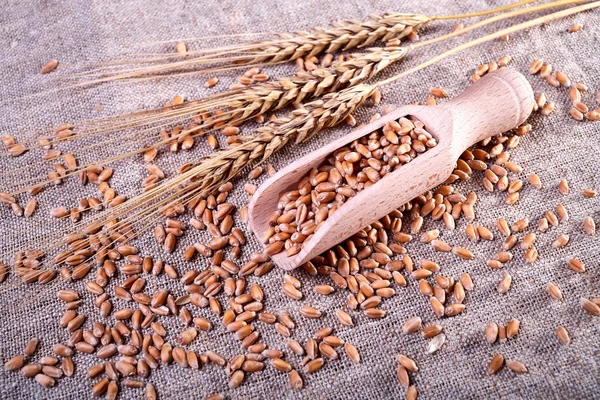 Zralé pšenice a dřevěná lopatka — Stock fotografie