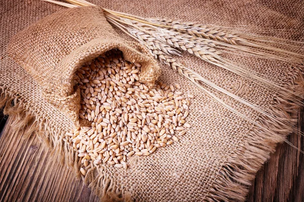 밀의 귀 수확 — 스톡 사진