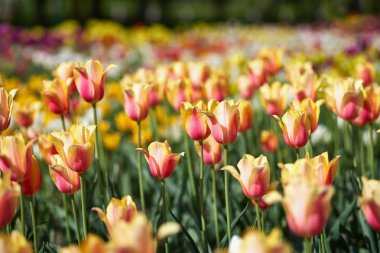 Bahar Lale çiçek yatak