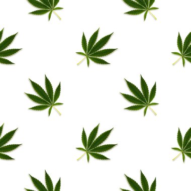 Kenevir ya da kenevir beyaz arka planda pürüzsüz bir iz bırakır.