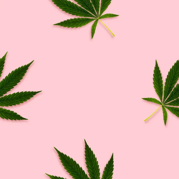 Cáñamo Cannabis Deja Patrón Sin Costuras Sobre Fondo Brillante Imagen de archivo