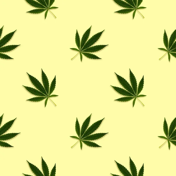 Cáñamo Cannabis Deja Patrón Sin Costuras Sobre Fondo Brillante —  Fotos de Stock