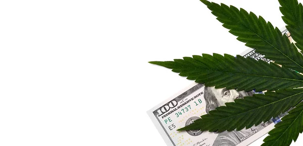 Foglia Cannabis Dollari Sfondo Bianco — Foto Stock