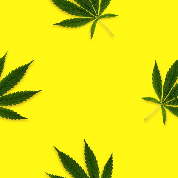 Hampa Eller Cannabis Lämnar Sömlöst Mönster Ljus Bakgrund Stockfoto