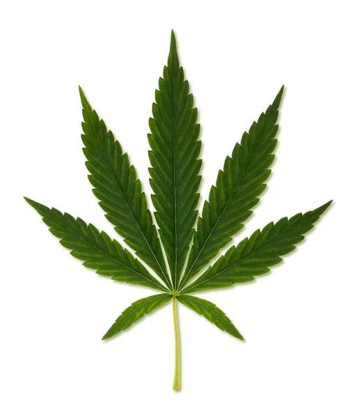 Cannabis Hennepblad Geïsoleerd Witte Achtergrond — Stockfoto