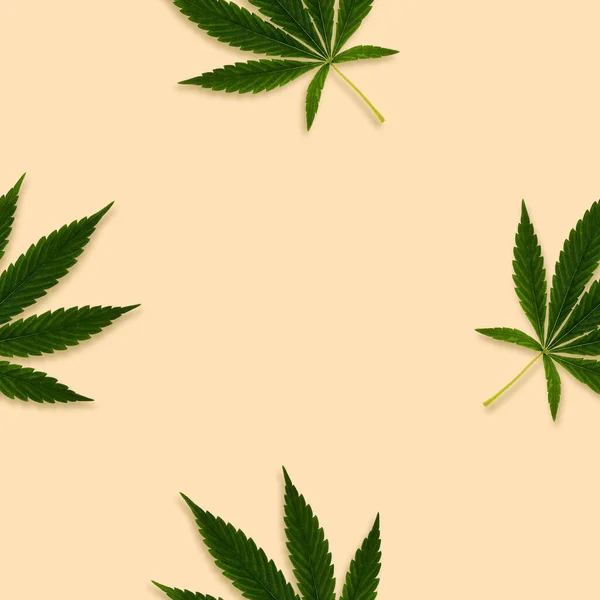 Cáñamo Cannabis Deja Patrón Sin Costuras Sobre Fondo Brillante Imagen de stock