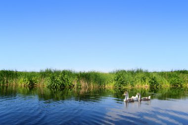 Kazlar üzerinde nehir manzara