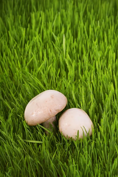 Грибы на зеленой траве — стоковое фото