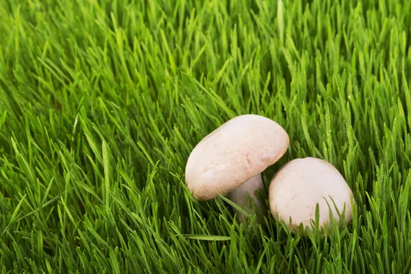 Champignons op groen gras — Stockfoto