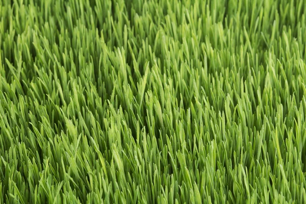 Nahaufnahme junger Weizen — Stockfoto