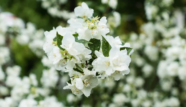 Цветущие белые цветы на зеленом фоне — стоковое фото