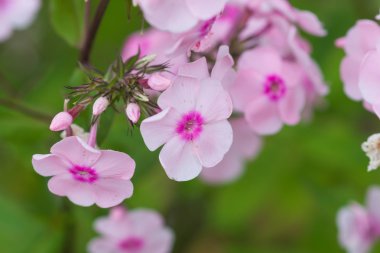 Phlox çiçek arka plan