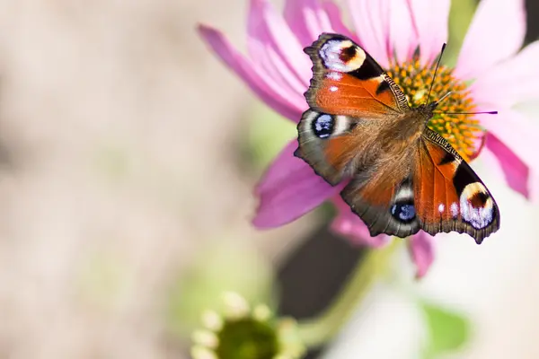 Çiçekteki kelebek.