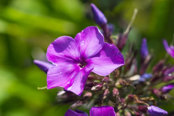 Phlox çiçek arka plan