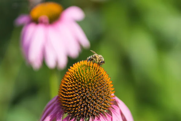 Bee on the flower — Stock Photo, Image