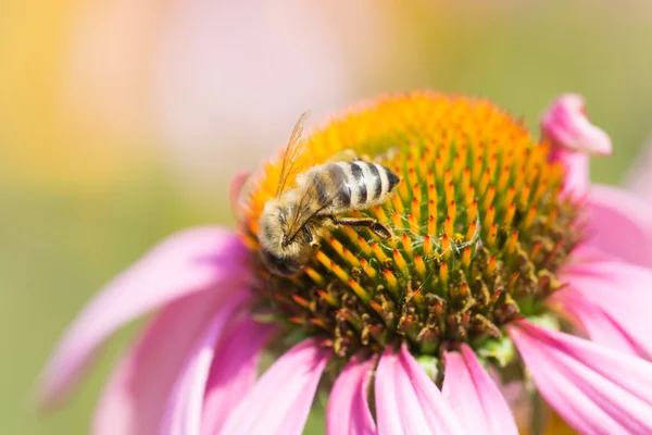 Bee on the flower — Stock Photo, Image