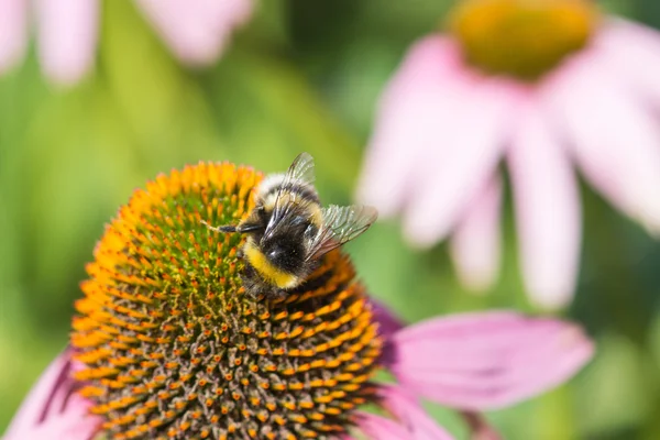 Bumblebee on the flower. — Stock Photo, Image