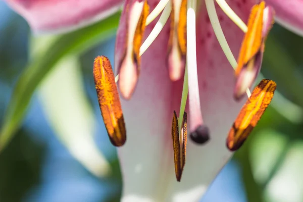 Soyut parlak çiçek artalan.