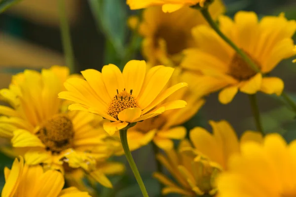 Yellow bright flower — Stock Photo, Image